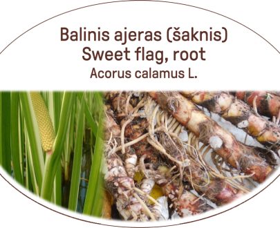 Sweet flag, root / Acorus calamus L.