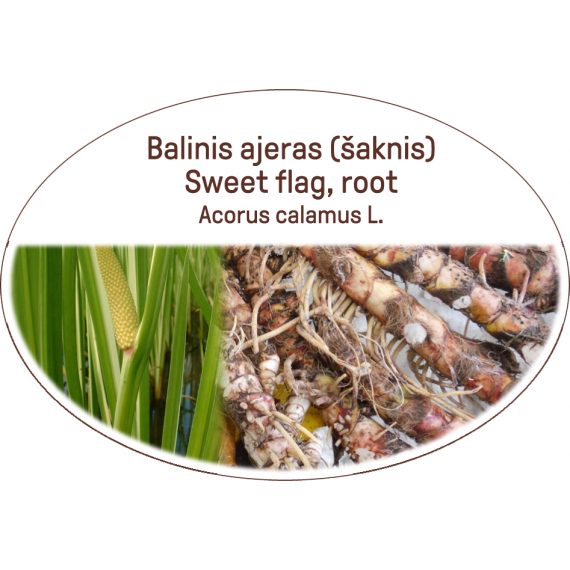 Sweet flag, root / Acorus calamus L.