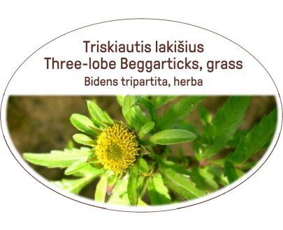 Three-lobe Beggarticks, grass / Bidens tripartita, herba