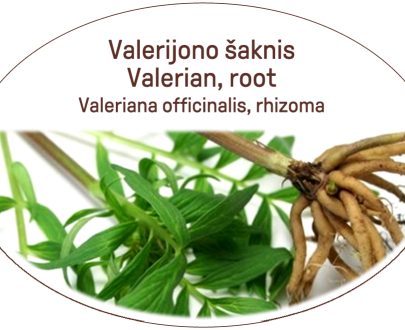 Valerian, root / Valeriana officinalis, rhizoma