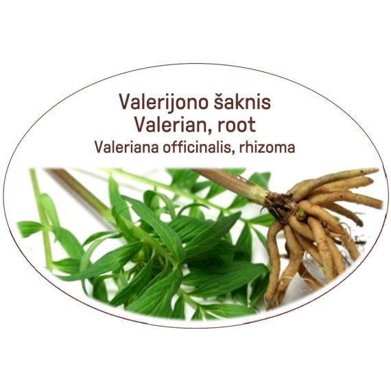 Valerian, root / Valeriana officinalis, rhizoma