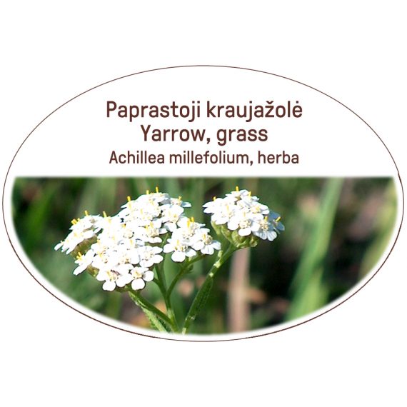 Yarrow, grass / Achillea millefolium, herba