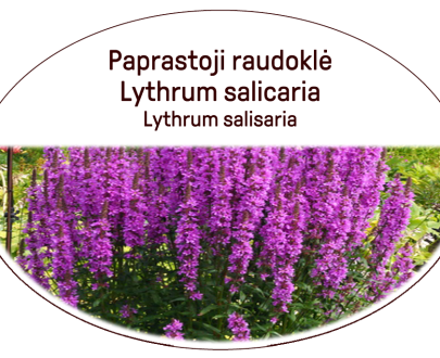 Purple loosestrife / Lot. Lythrum salicaria