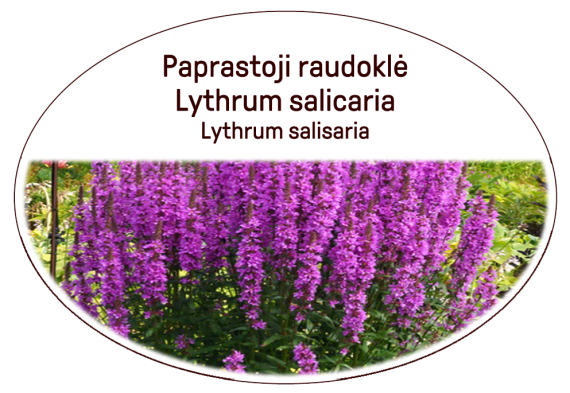 Purple loosestrife / Lot. Lythrum salicaria