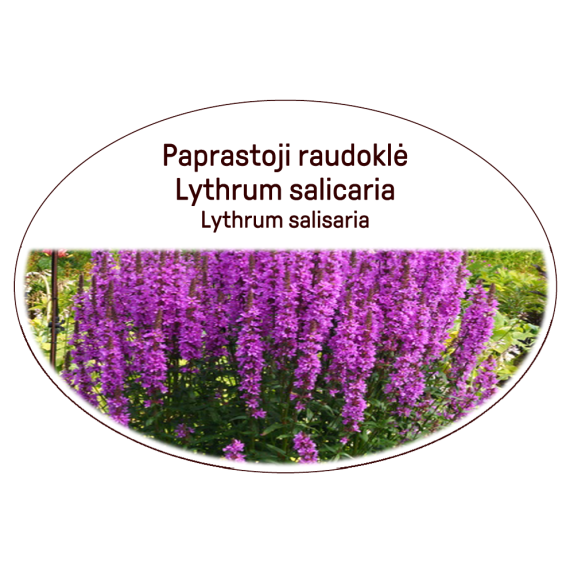 Purple loosestrife / Lot. Lythrum salicaria