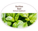 Basil, Ocimum basilicum