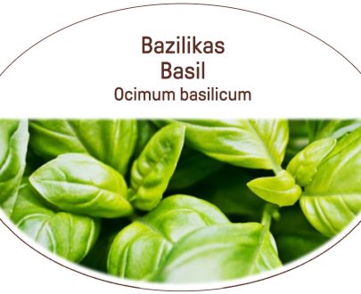 Basil, Ocimum basilicum