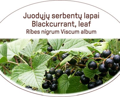 Blackcurrant, leaf / Ribes nigrum Viscum album