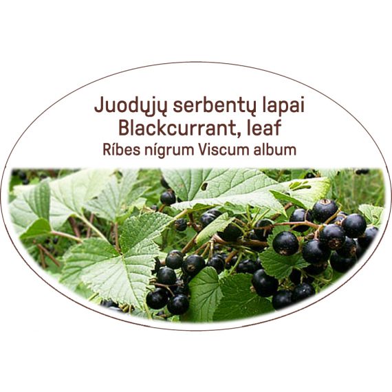 Blackcurrant, leaf / Ribes nigrum Viscum album