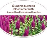 Blood amaranth, Amaranthus Paniculatus Cruentus