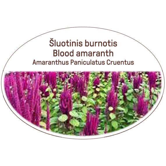 Blood amaranth, Amaranthus Paniculatus Cruentus