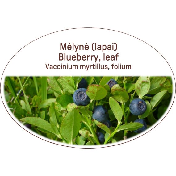 Blueberry, leaf, Vaccinium myrtillus, folium