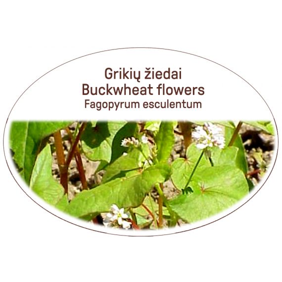 Buckwheat flowers, Fagopyrum esculentum