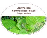 Common hazel leaves, Corylus avellana