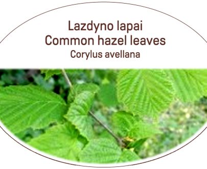 Common hazel leaves, Corylus avellana