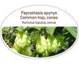 Common hop, cones / Humulus lupulus, conus