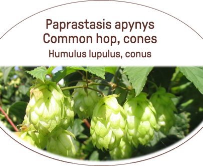 Common hop, cones / Humulus lupulus, conus