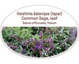 Common sage, leaf, tea Salvia officinalis, folium