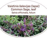 Common sage, leaf, tea Salvia officinalis, folium