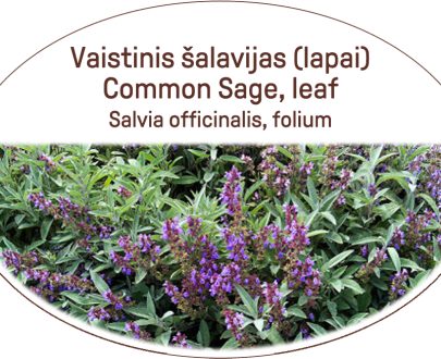 Common sage, leaf, tea Salvia officinalis, folium