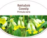 Cowslip, Primula veris