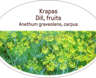 Dill, fruits / Anethum graveolens, carpus