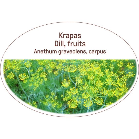 Dill, fruits / Anethum graveolens, carpus