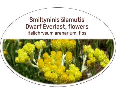 Dwarf Everlast, flowers, Helichrysum arenarium, flos