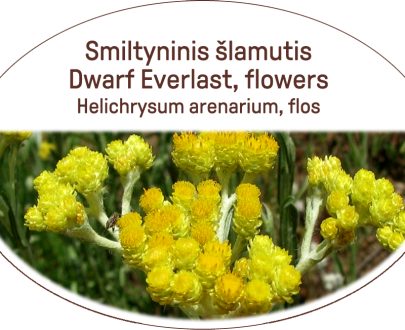 Dwarf Everlast, flowers, Helichrysum arenarium, flos