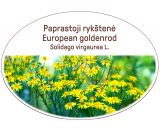 European goldenrod, Solidago virgaurea L.