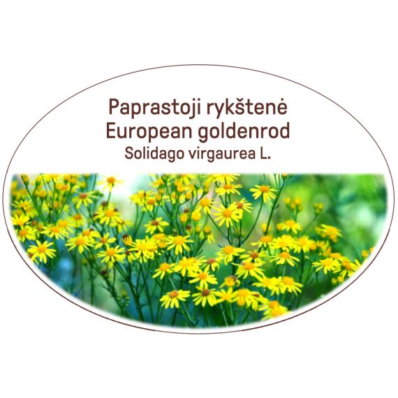 European goldenrod, Solidago virgaurea L.