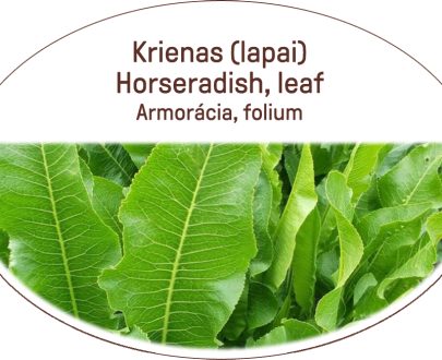 Horseradish, leaf / Armoracia, folium