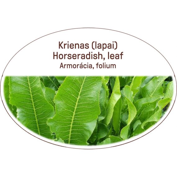 Horseradish, leaf / Armoracia, folium