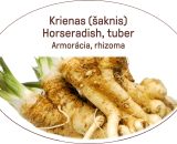 Horseradish, tuber / Armoracia, rhizoma