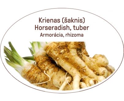 Horseradish, tuber / Armoracia, rhizoma