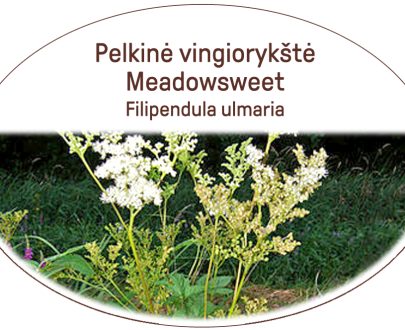 Meadowsweet, Filipendula ulmaria