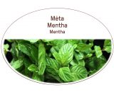 Mint, Mentha