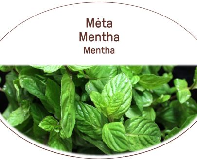 Mint, Mentha