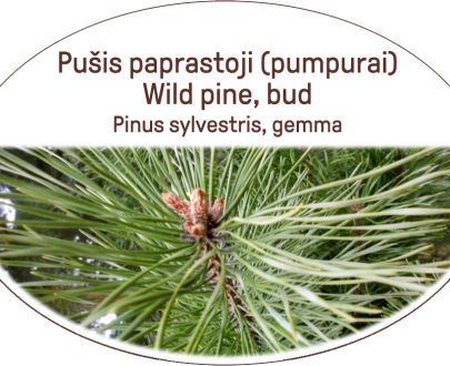 Wild pine, bud / Pinus sylvestris, gemma