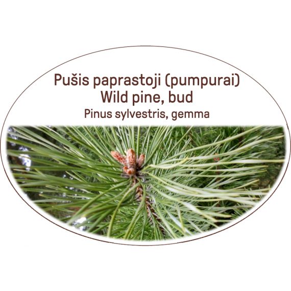 Wild pine, bud / Pinus sylvestris, gemma