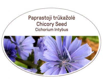 Chicory seed, Cichorium intybus