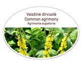 Common agrimony, Agrimonia eupatoria