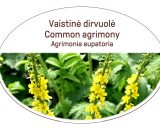 Common agrimony, Agrimonia eupatoria