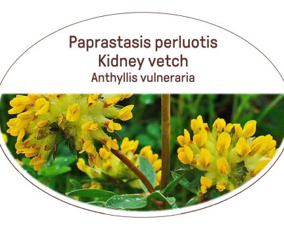 Kidney vetch, Anthyllis vulneraria