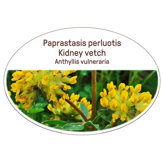 Kidney vetch, Anthyllis vulneraria