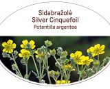 Silver Cinquefoil, Potentilla argentea