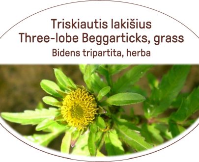 Three-lobe Beggarticks, grass / Bidens tripartita, herba