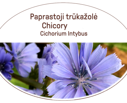 Chicory Tea / Lot. Cichorium intybus