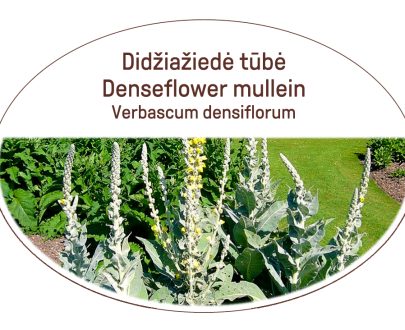Denseflower mullein, Verbascum densiflorum