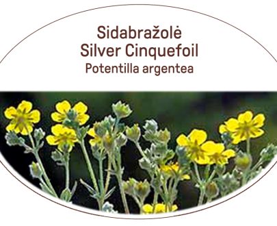 Silver Cinquefoil, Potentilla argentea